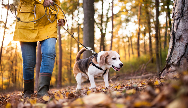 Eicheln sind giftig für Hunde; Obacht beim Spaziergang! Tipps