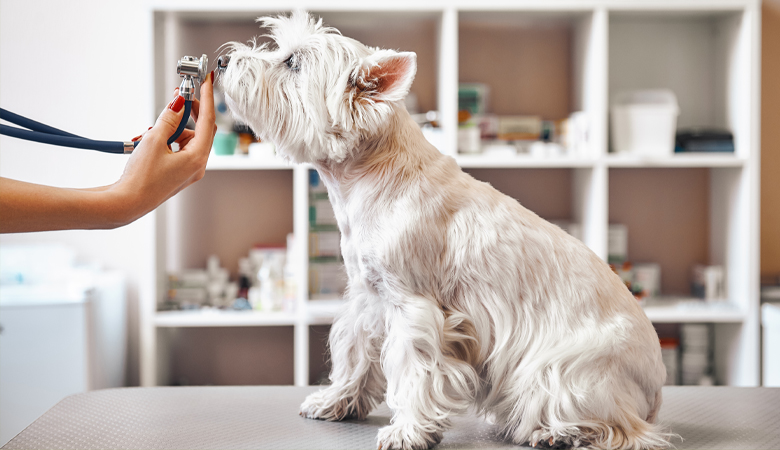 Die Anatomie des Hundes