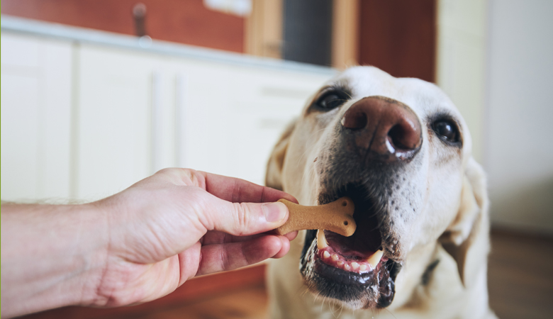 Die leckersten Leckerlis von Beeztees für Ihren Hund