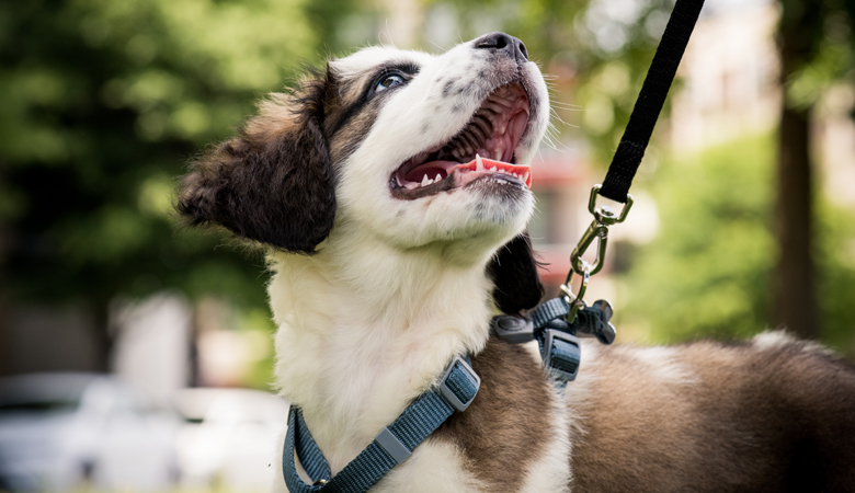 Ihren Welpen an die Leine gewöhnen Tipps und Produkte von Medpets