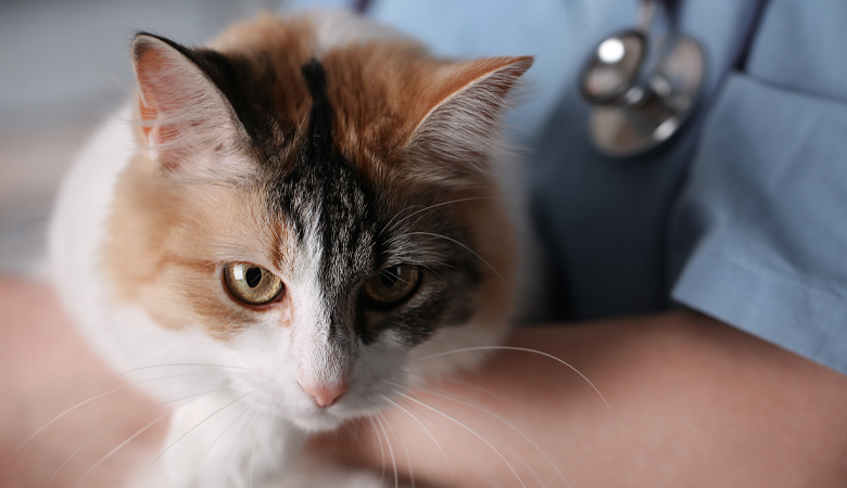 Bandwürmer bei Hund und Katze