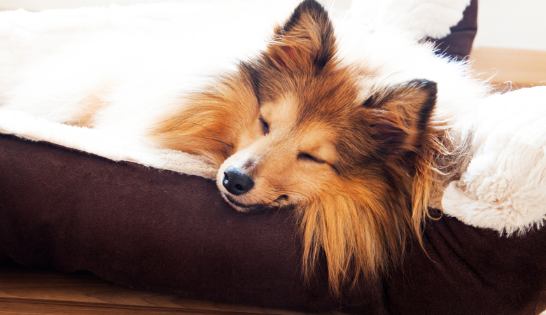 Orthopädische Hundekissen von Beeztees