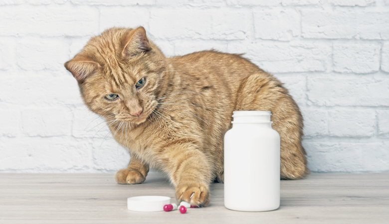 Tipps für die Anwendung von Tabletten, Salben, Halskrausen & Hilfsmittel