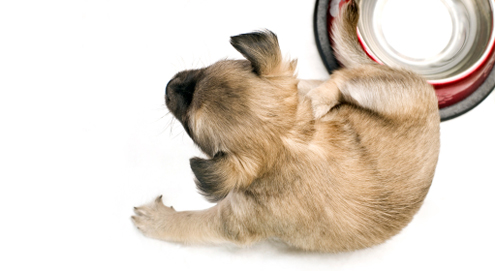Atopische Dermatitis (Atopie) bei Hunden und Katzen